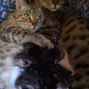 Meet your Posher, Pennswoods